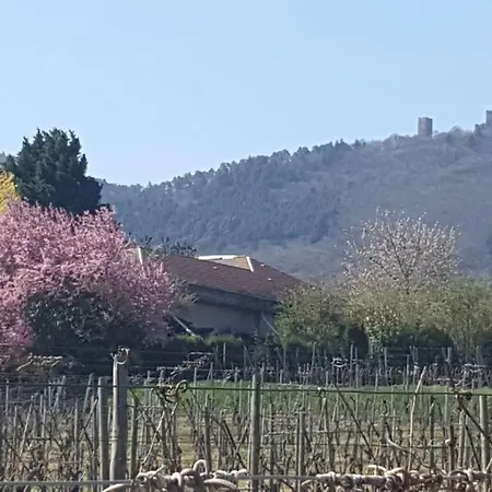 Fleur De Vigne * Eguisheim