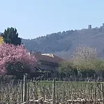 Fleur De Vigne * Eguisheim