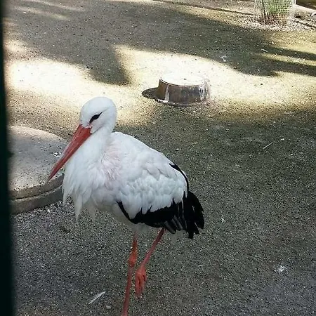 Apartamento Fleur De Vigne Eguisheim